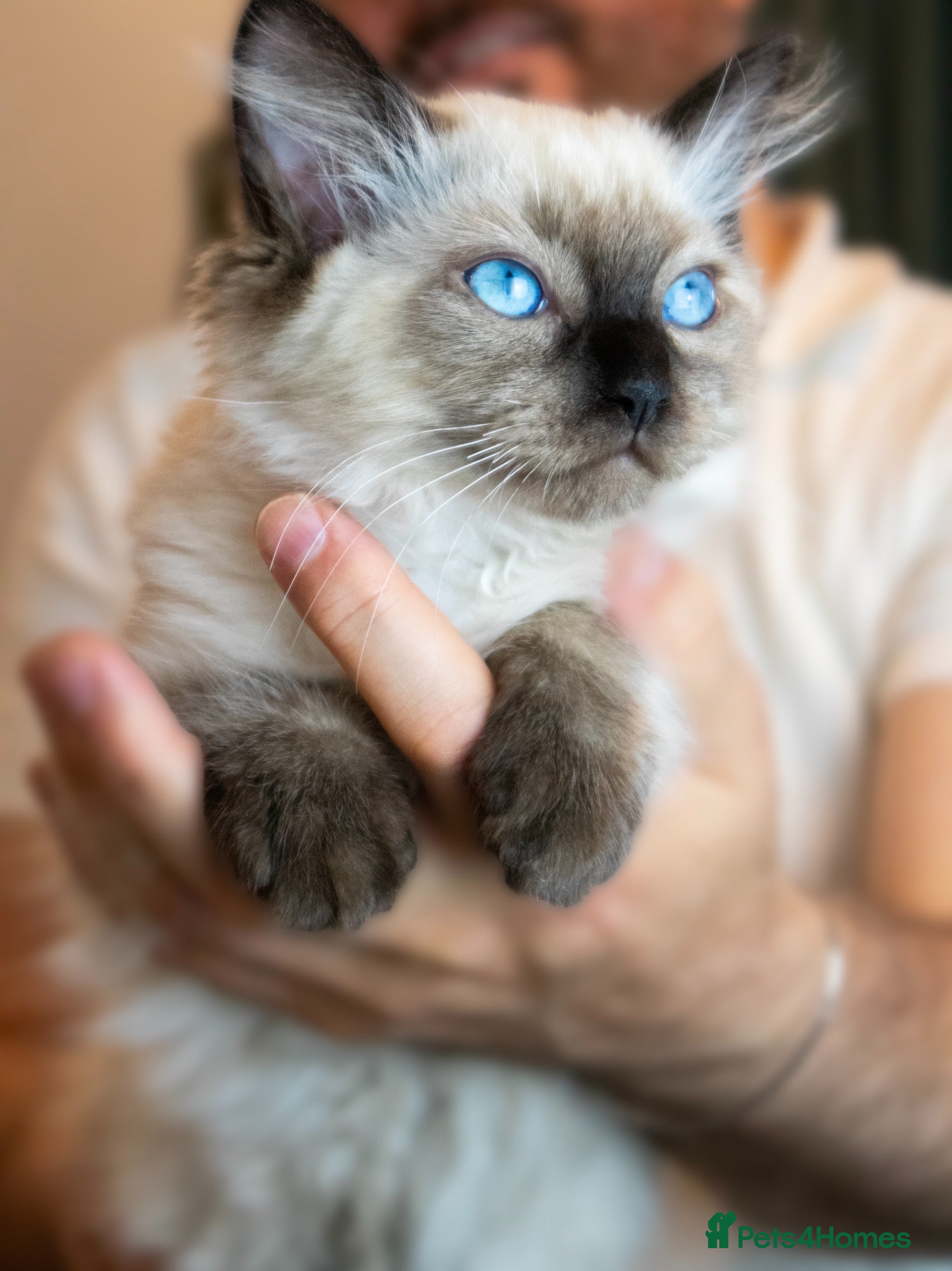 Ragdoll cats Adorable, Purebred GCCF Registered Ragdoll Kittens - Advert 2