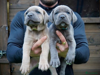 Cane Corso dogs ICCF Registered Cane Corsos - Advert 1