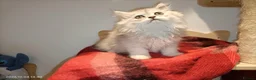 Persian cats for sale: Persian kittens  in Stoke-on-Trent - Advert 4