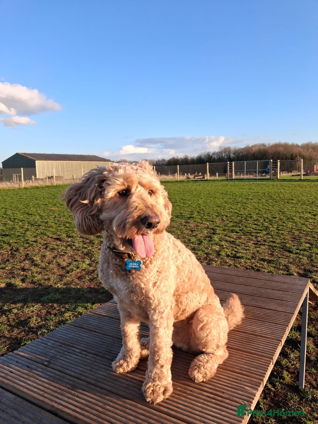 Goldendoodle dogs for sale: Eric the Goldendoodle 2½ years old  - Advert 2