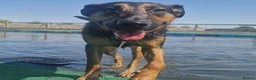 Mixed Breed dogs for adoption: AMELIA - 22 months old, Female, Mixed Breed in Eastbourne - Advert 12