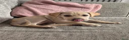 Mixed Breed dogs for sale: Mazie - Advert 2