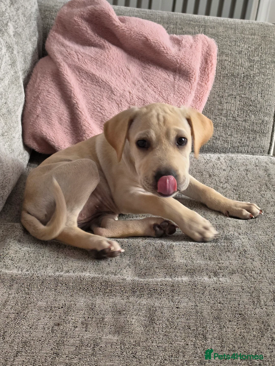 Mixed Breed dogs for sale: Mazie - Advert 2