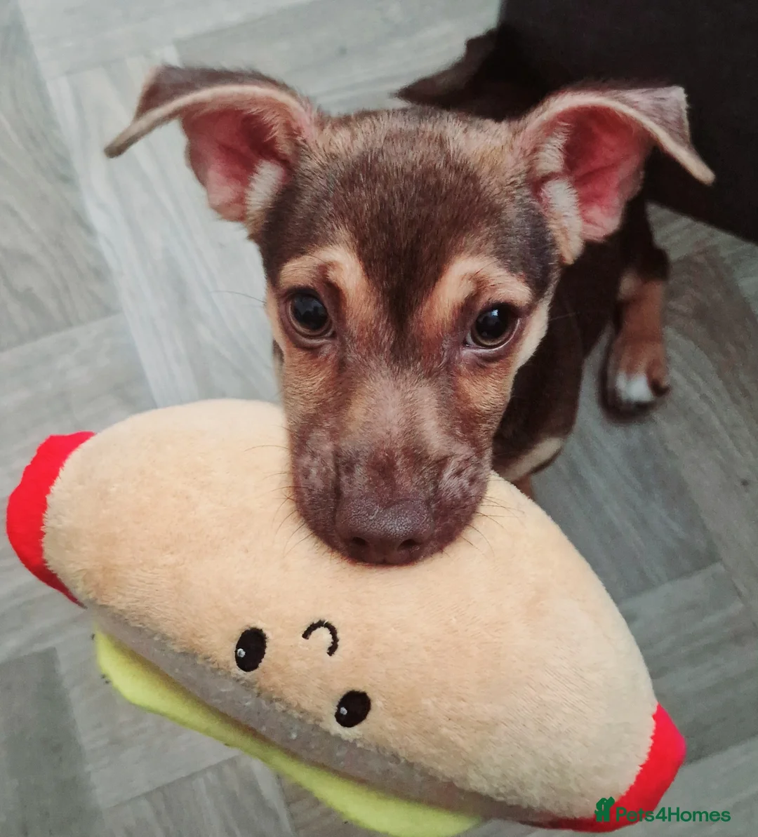 Jack Russell dogs for sale: Dobby is still looking for his forever home - Advert 3