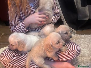 Miniature Dachshund dogs Miniature long haired cream dachshund puppies - Advert 1