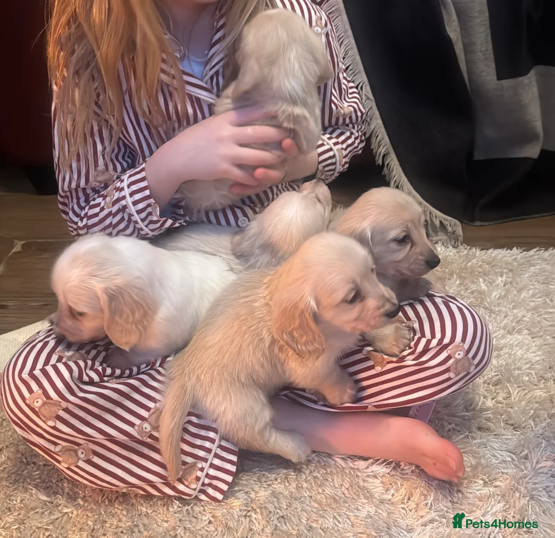 Miniature Dachshund dogs for sale: Miniature long haired cream dachshund puppies  - Advert 1
