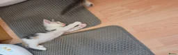 Maine Coon cats for sale: TICA REGISTERED STUNNING KITTENS  - Advert 22