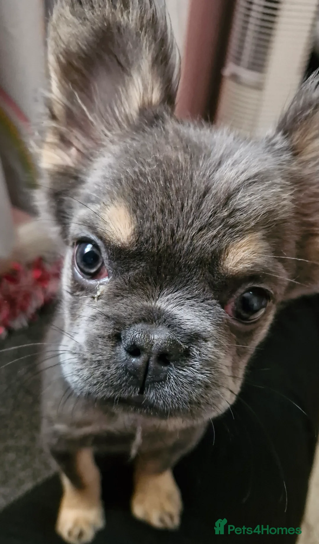 French Bulldog dogs for sale: KC Registered Fluffy French Bulldogs For Sale - Advert 5