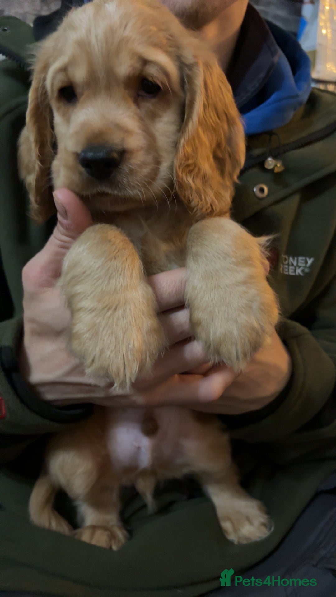 Cocker Spaniel dogs for sale: Show type cocker spaniel  - Advert 8