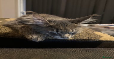 Maine Coon cats - Advert 8