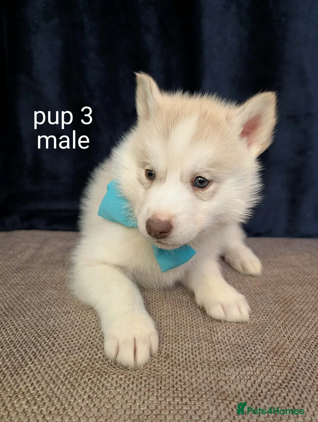 Siberian Husky dogs for sale: 6 beautiful Siberian Huskies  1 available  - Advert 7