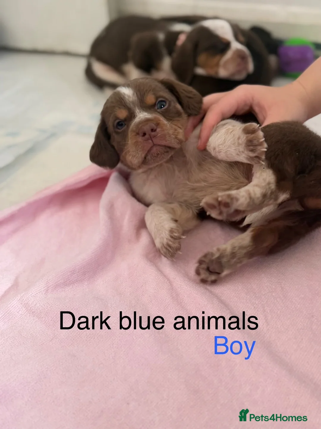 Mixed Breed dogs for sale: Bull pei x  - Advert 2