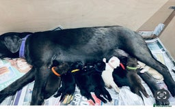Labrador Retriever dogs for sale: UPDATE-GORGEOUS PUPS ARE HERE!  - Image 1