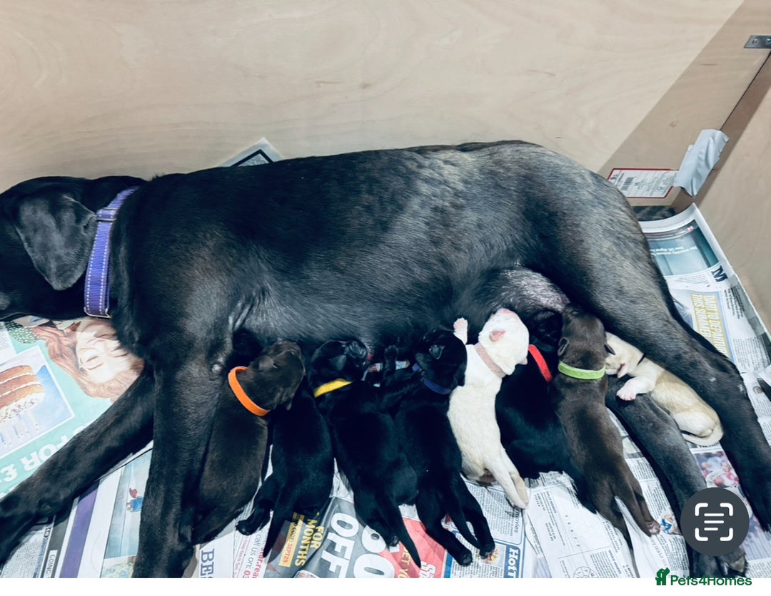 Labrador Retriever dogs for sale: UPDATE-GORGEOUS PUPS ARE HERE!  - Image 1