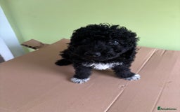 Bedlington Terrier dogs for sale: Bedlington terriers pups - Image 1