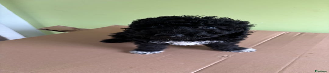 Bedlington Terrier Puppy 1