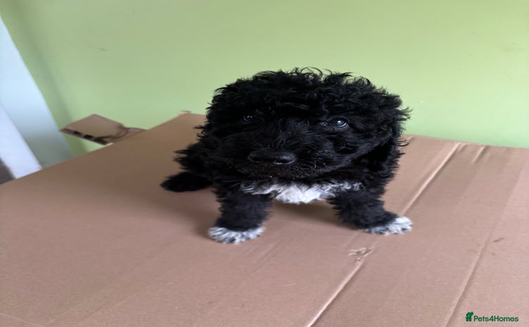 Bedlington Terrier dogs - Advert 1