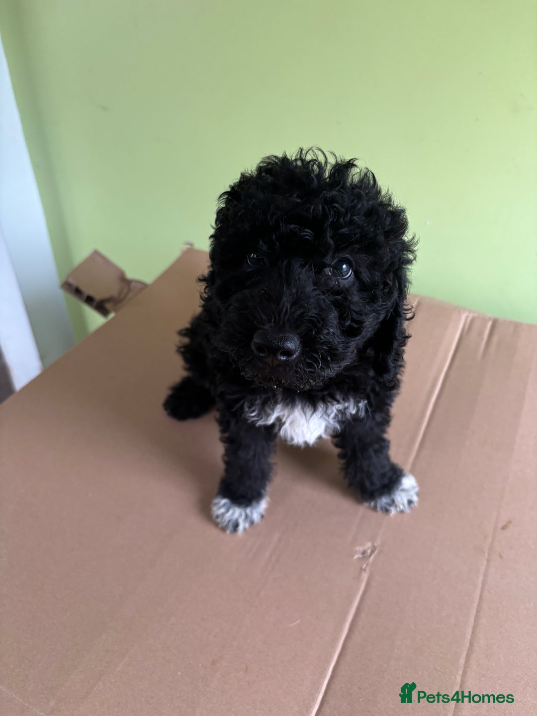 Bedlington Terrier dogs for sale: Bedlington terriers pups - Image 1