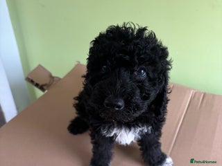 Bedlington Terrier dogs - Advert 27