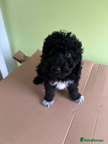 Bedlington Terrier dogs - Advert 1