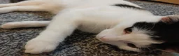 Mixed Breed cats for sale: Pandy in Birkenhead - Advert 8