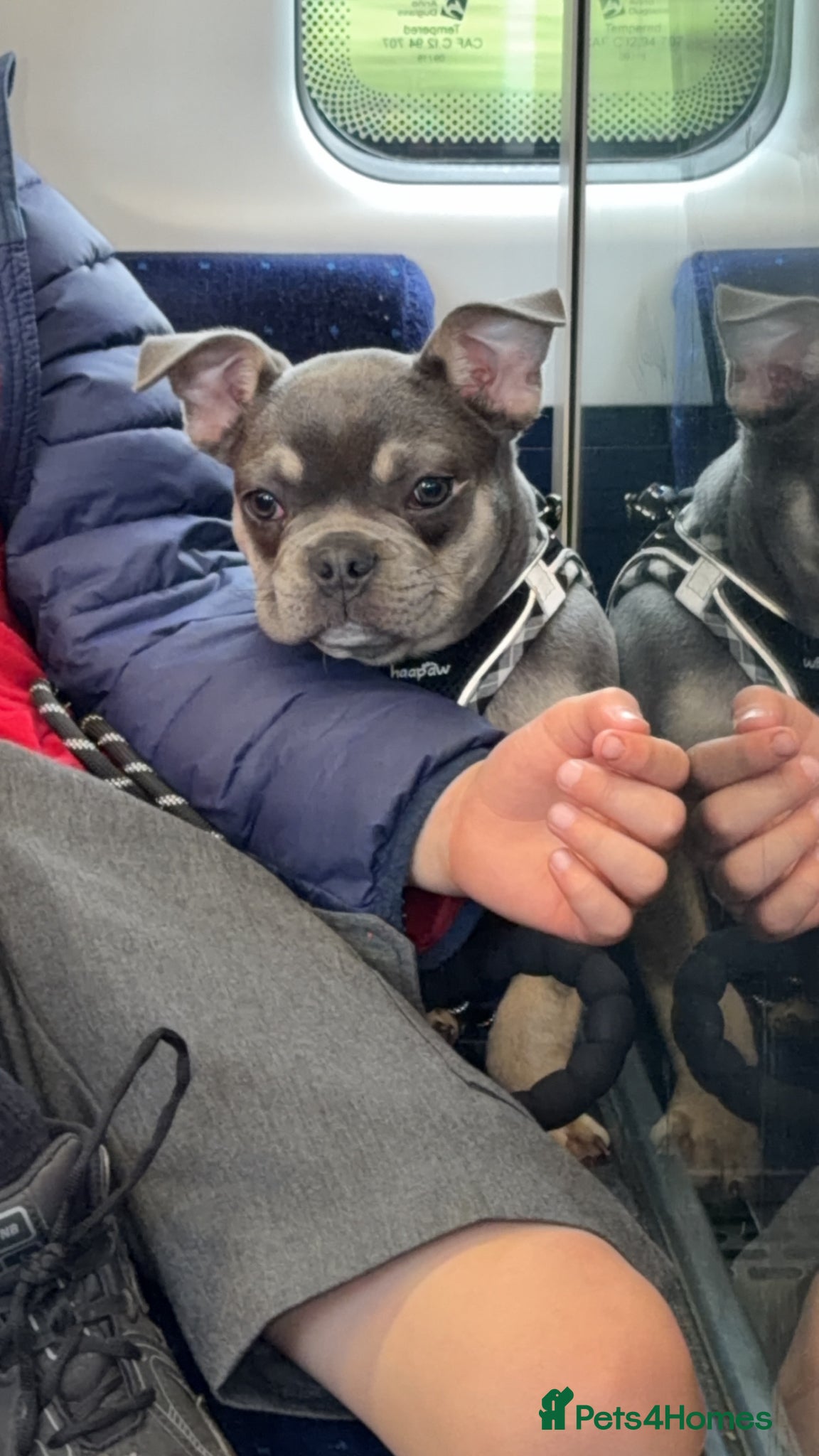 French Bulldog dogs 16 weeks old French bulldog  - Advert 1