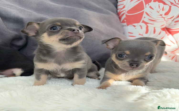 Chihuahua dogs - Advert 6