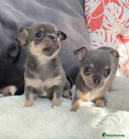 Chihuahua dogs - Advert 14