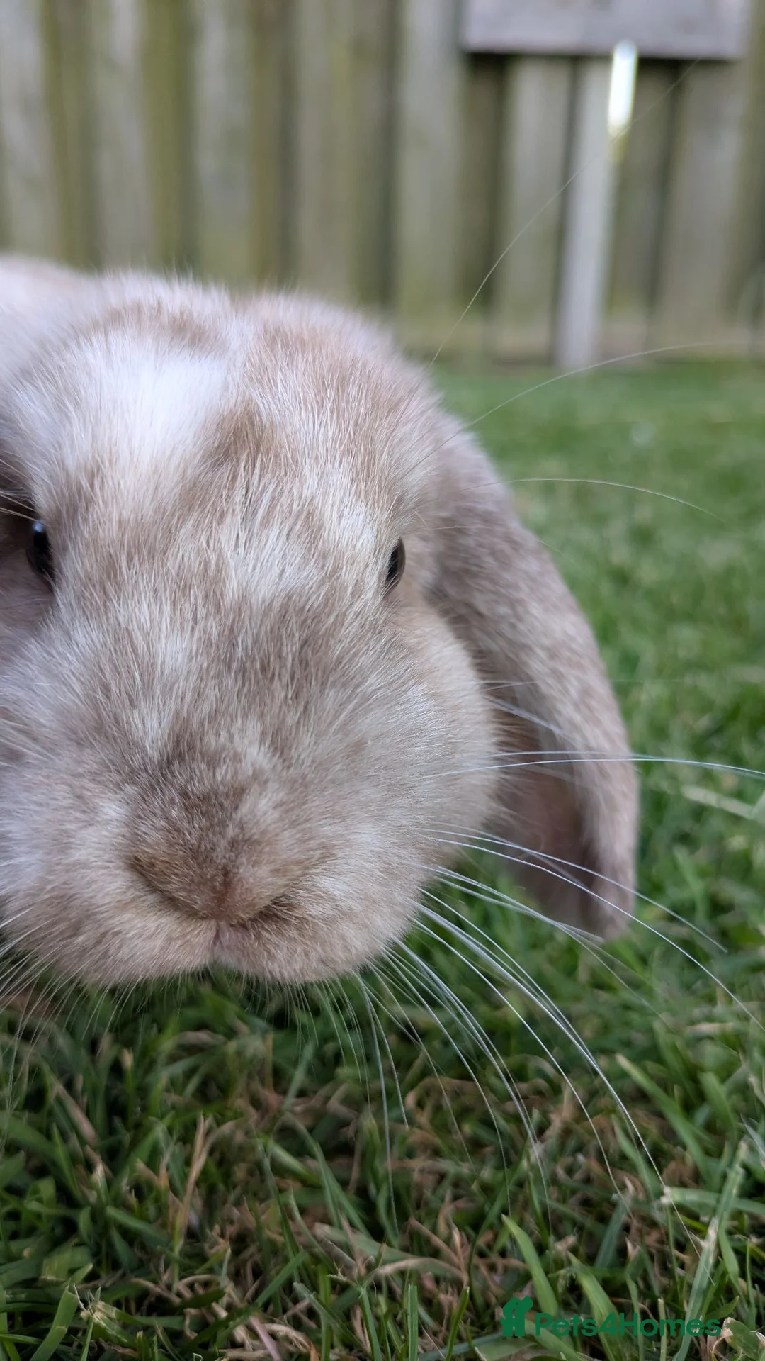 Mini Lop rabbits for sale: 14 week old mini lop male in King's Lynn - Advert 2
