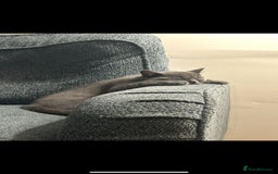 British Shorthair cats for sale: Reduced to clear Britsh shorthair Pure blue Girl  - Advert 5