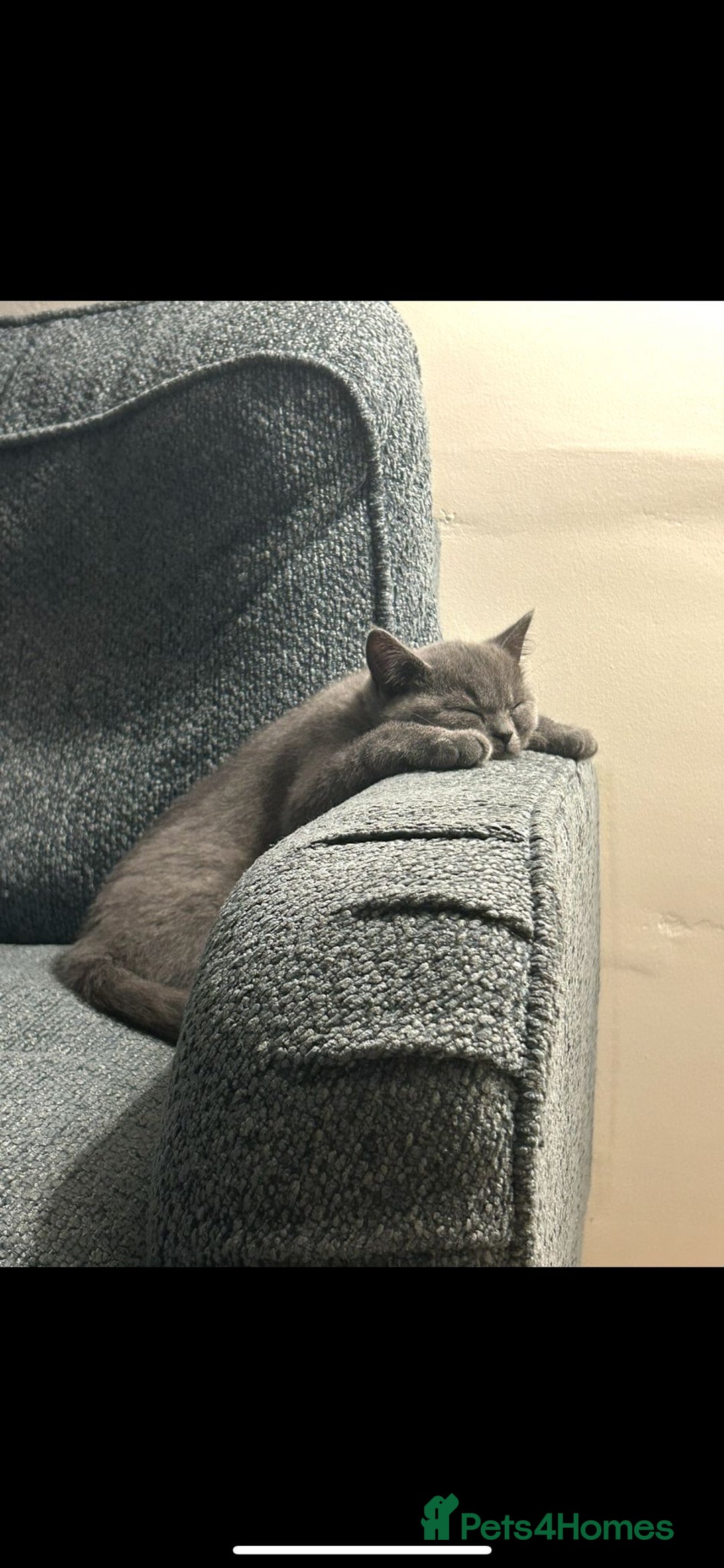 British Shorthair cats for sale: Reduced to clear Britsh shorthair Pure blue Girl  - Advert 5