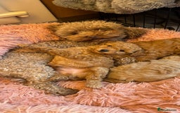 Cavapoo dogs for sale: Cavapoo puppies - Image 4