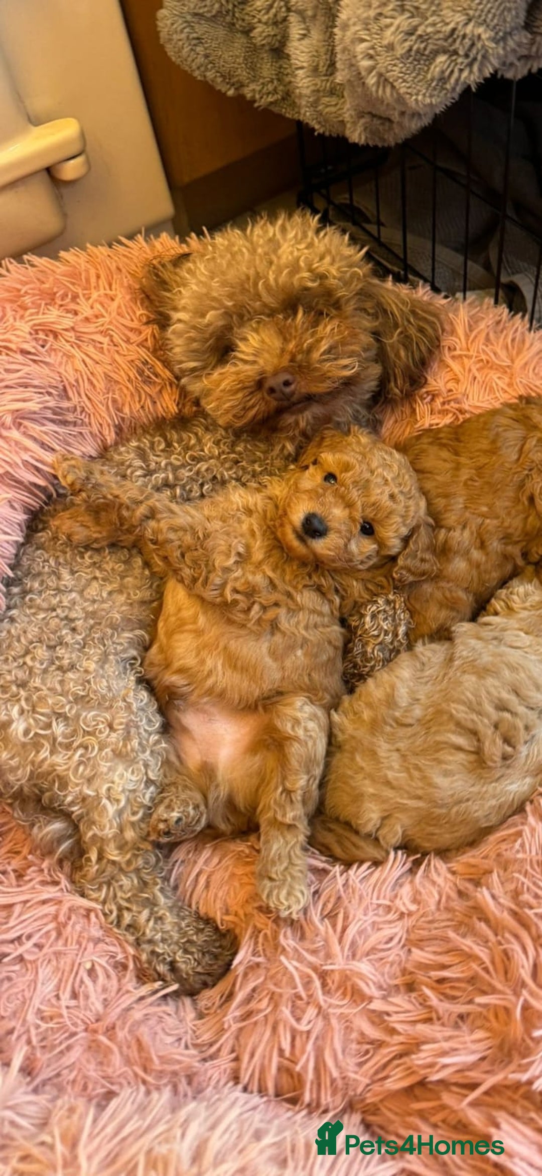 Cavapoo dogs for sale: Cavapoo puppies - Image 4