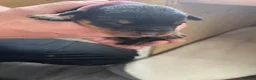 Rottweiler dogs for sale: Champion German Rottweiler Puppies - Advert 30