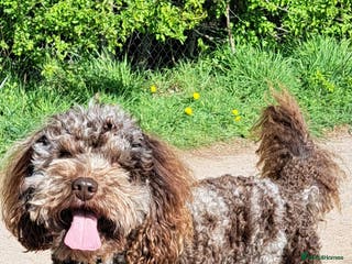 Toy Poodle dogs Cockapoo stud chocolate merle - Advert 5