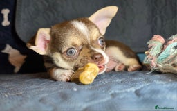 Chihuahua dogs for sale: BOY  Ready To Go✔️ in Basildon - Image 13