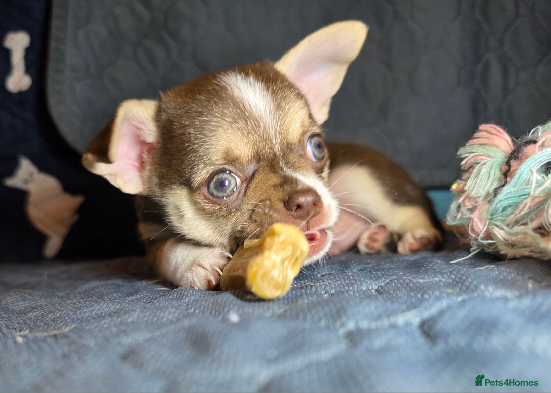 Chihuahua dogs for sale: BOY  Ready To Go✔️ in Basildon - Image 13