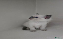Ragdoll cats for sale: Ragdoll kittens for sale - Image 4