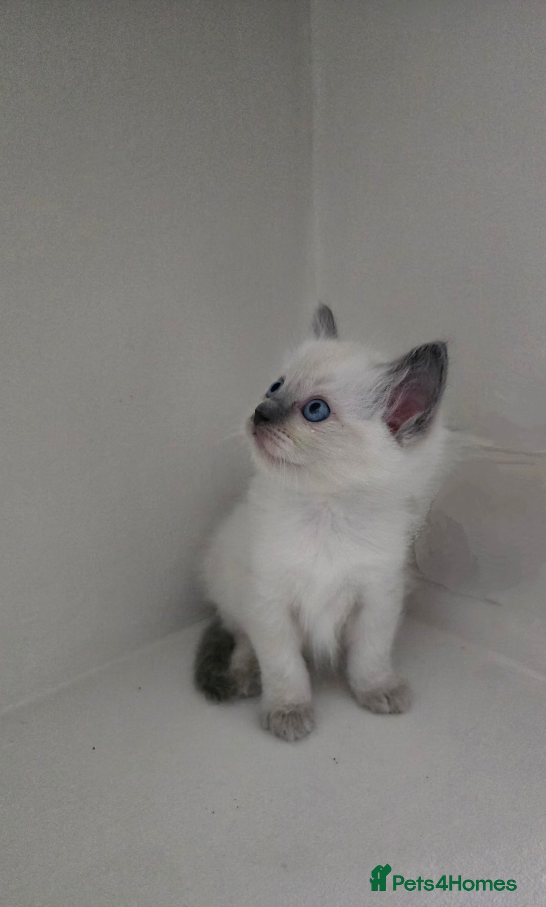 Ragdoll cats for sale: Ragdoll kittens for sale - Image 4