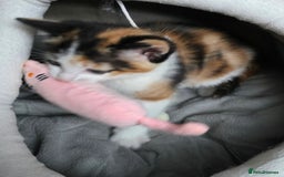 Mixed Breed cats for sale: Premium mixed breed kittens - Image 9