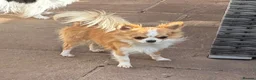 Chihuahua dogs for sale: Longcoat chihuahuas - Advert 5