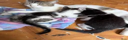 Mixed Breed cats for sale: Baby kittens  - Advert 1