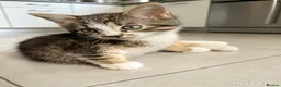 Mixed Breed cats for sale: Bengal/Maine Coon mix • stunning & affectionate  - Advert 6