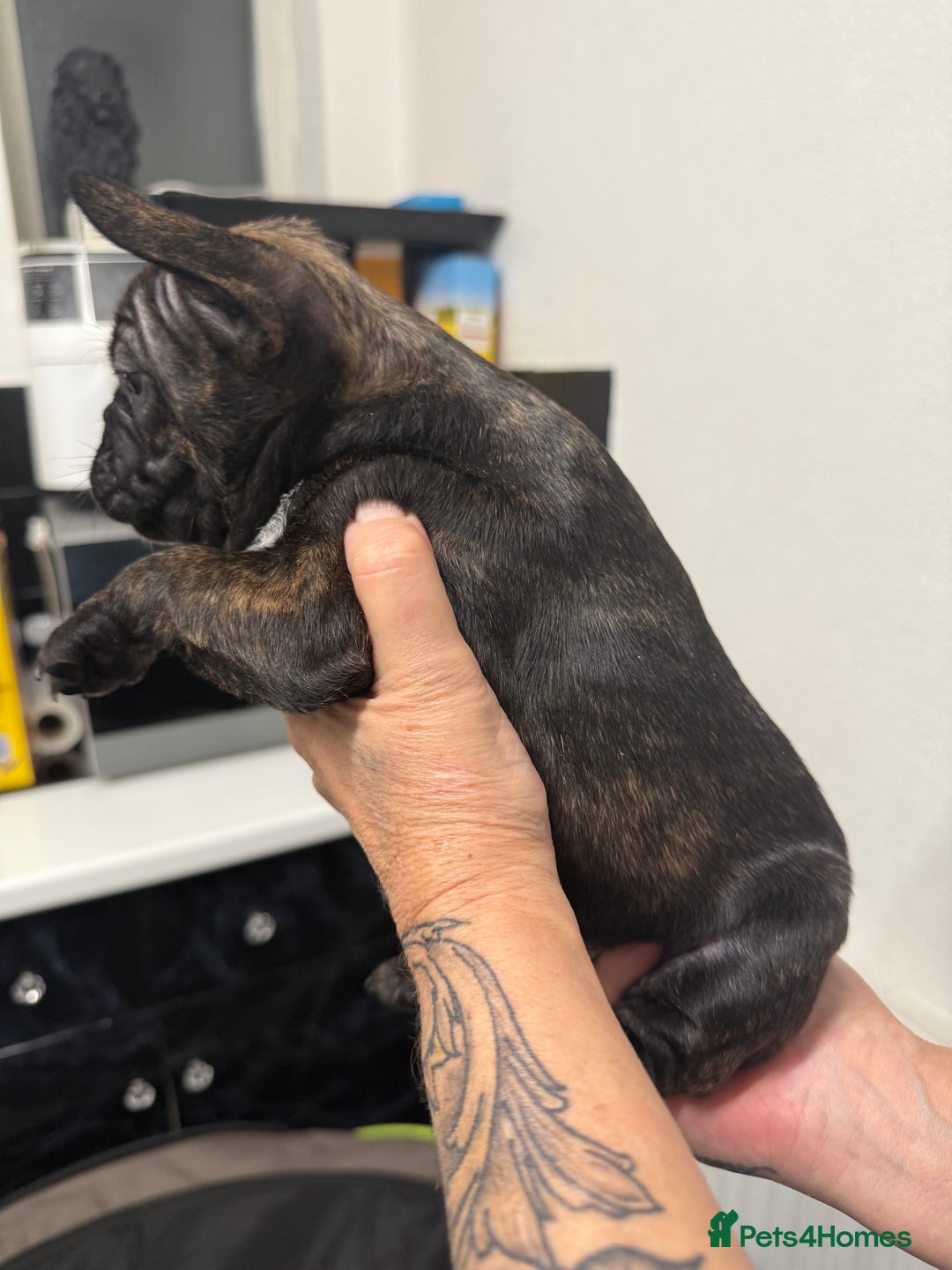 French Bulldog dogs for sale: Stunning French bulldog puppies - Advert 8