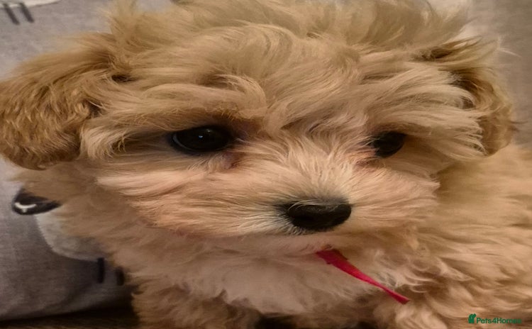 Maltipoo dogs F1 Maltipoo puppies 🐶 Just 2 girls remaining  - Advert 9