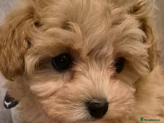 Maltipoo dogs F1 Maltipoo puppies 🐶 Just 2 girls remaining - Advert 8