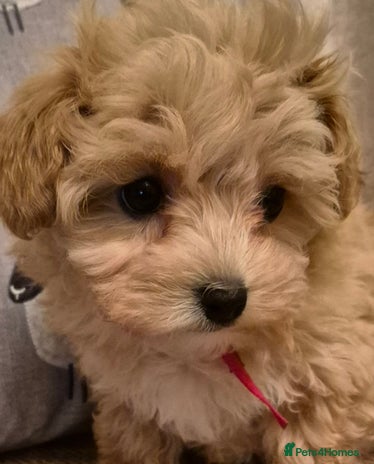 Maltipoo dogs F1 Maltipoo puppies 🐶 Just 2 girls remaining - Advert 2