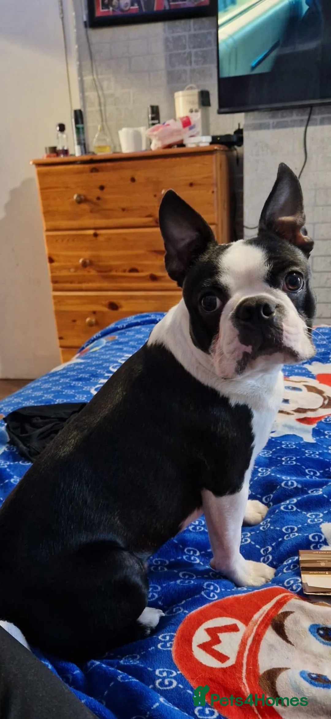 Boston Terrier dogs for sale: Gorgeous 12 weeks old Boston terrier girl  - Advert 8