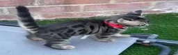 Bengal cats for sale: Bengal X Maine Coon Kittens  in Lyme Regis - Advert 24