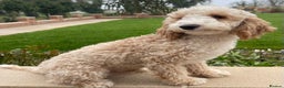 Miniature Poodle dogs for stud: Miniature Poodle Stud  in Driffield - Advert 2